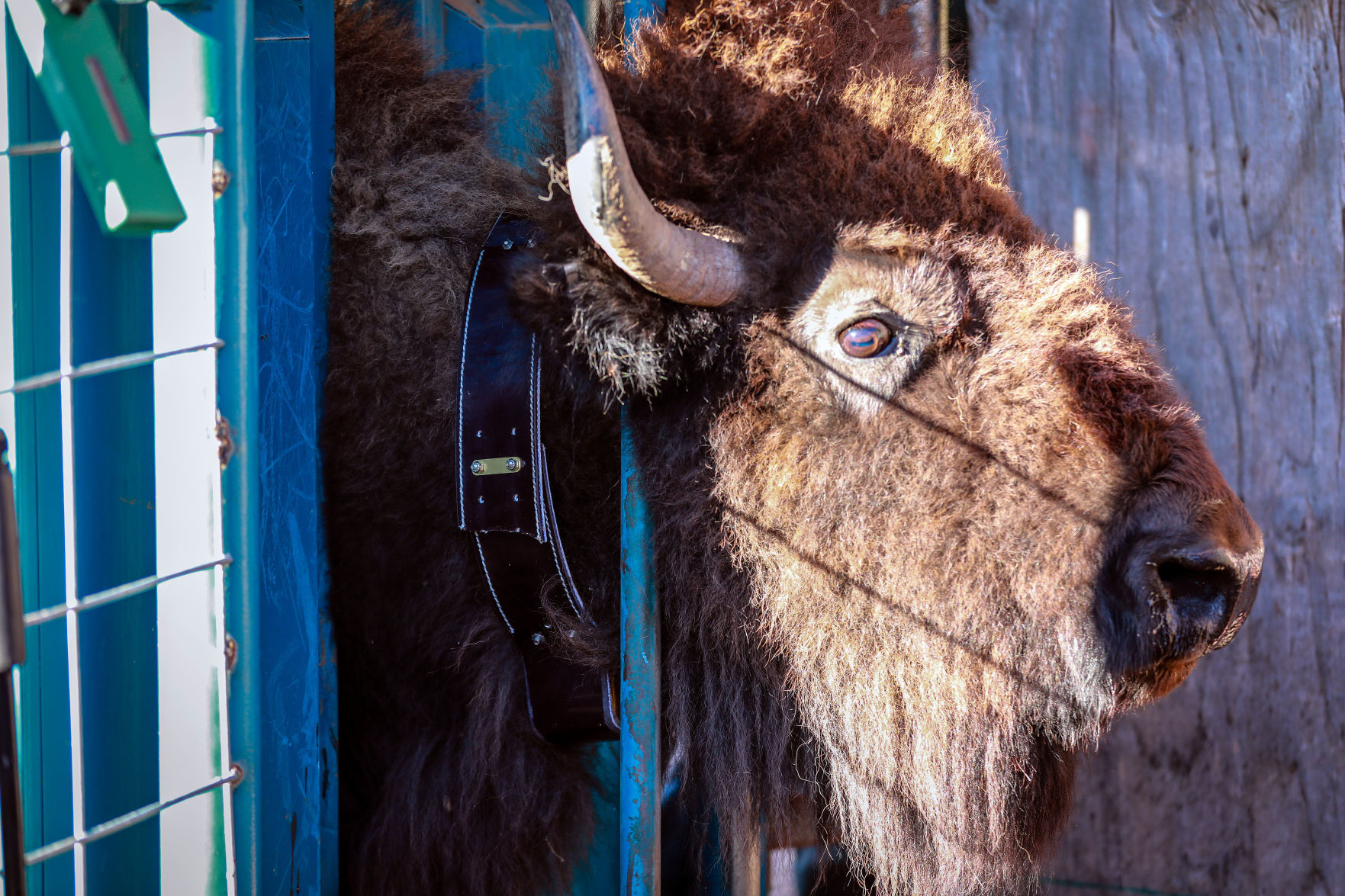 Bison Round Up and Wind Cave National Park